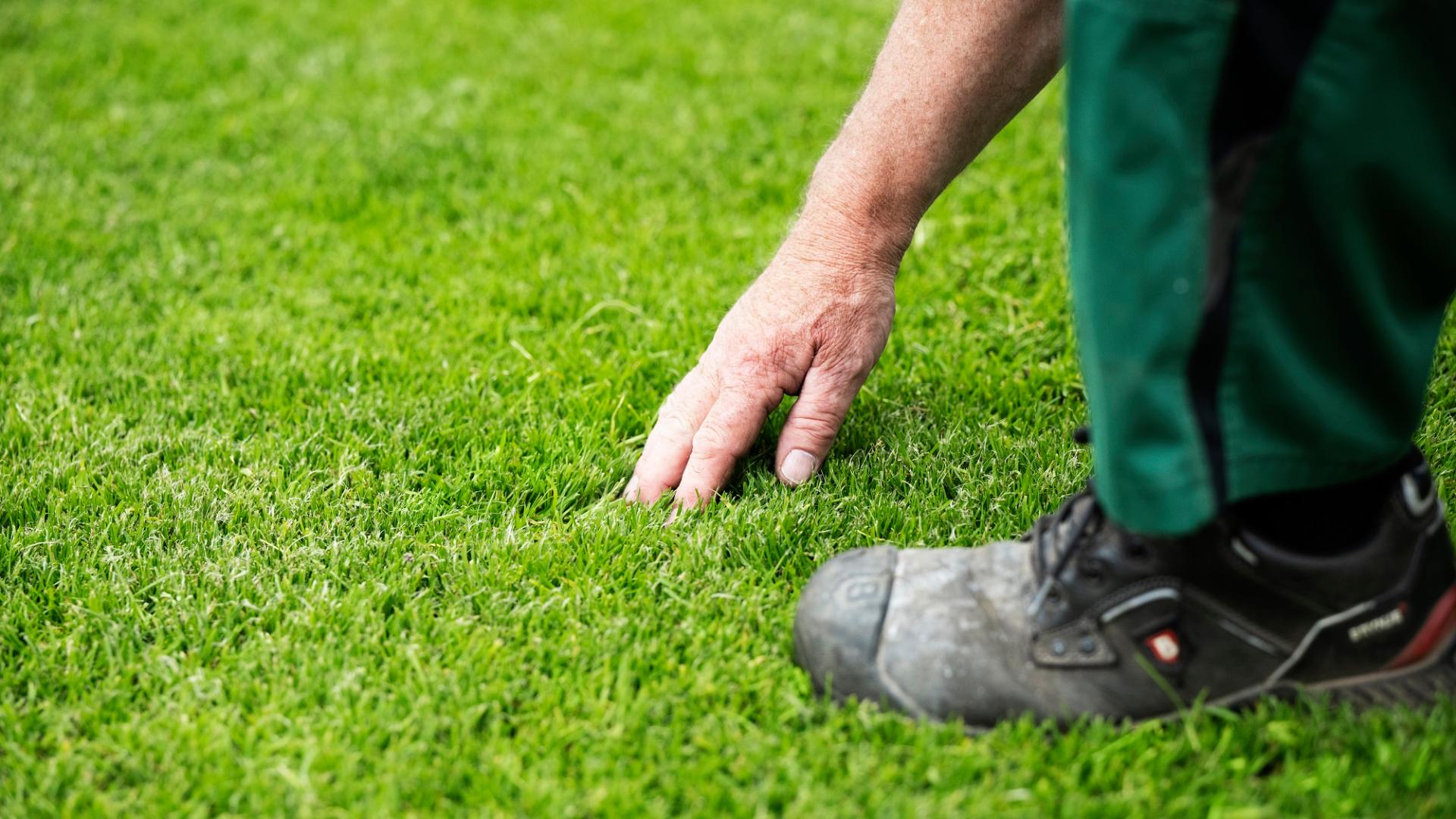 The epic turf game:  battling drought at all levels 